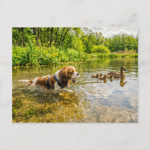 Carte Postale Spaniel nageant aux côtés d'une famille de canards