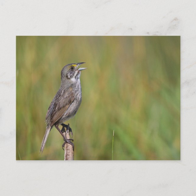 Carte Postale Sparrow (Devant)