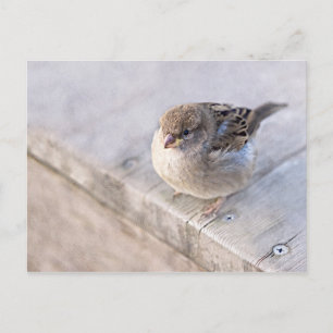 Carte Postale Sparrow