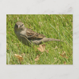 Carte Postale Sparrow