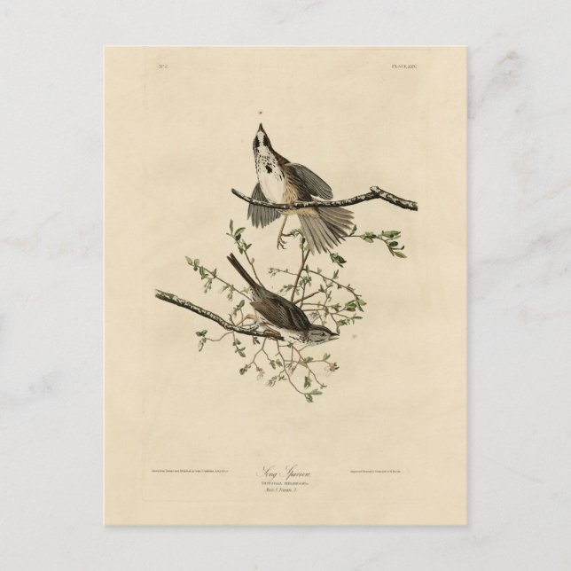 Carte Postale Sparrow de Audubon's Birds of America (Devant)
