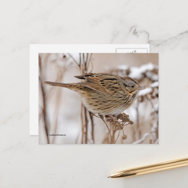 Carte Postale Sparrow Songbird de Lincoln sur Tansy (Devant/Arrière en situation)