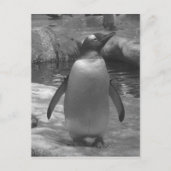 Carte Postale Spats de Leslie Peppers