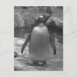 Carte Postale Spats de Leslie Peppers