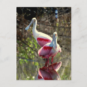 Carte Postale Spatule rosée