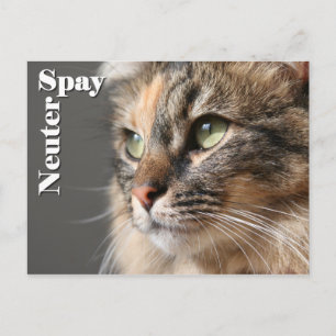 Carte Postale Spay / Neuter