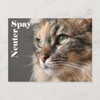 Carte Postale Spay / Neuter