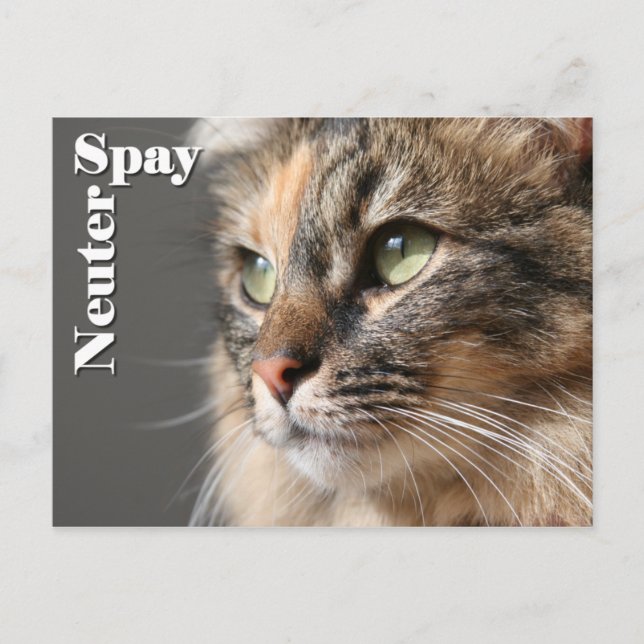 Carte Postale Spay / Neuter (Devant)