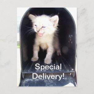 Carte postale spéciale livrée kitty