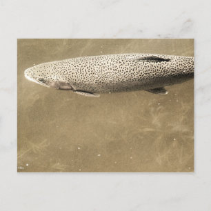 Carte Postale Speckles