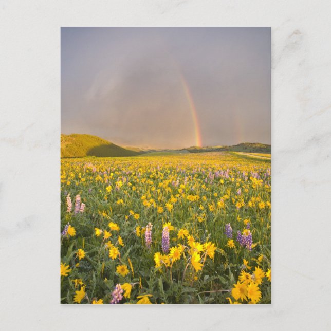 Carte Postale Spectaculaire prairie fleur sauvage au lever du jo (Devant)