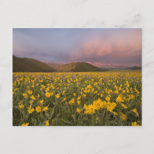 Carte Postale Spectaculaire prairie fleur sauvage au lever du so (Devant)