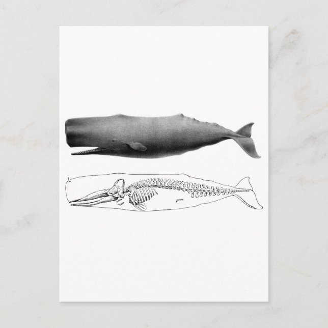 Carte Postale spermatozoïde-1 (Devant)