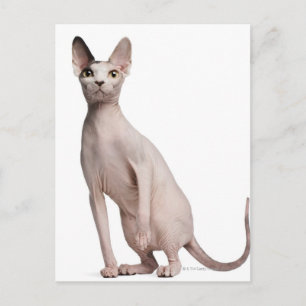 Carte Postale Sphynx (13 mois)