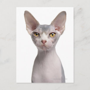 Carte Postale Sphynx (7 months old)