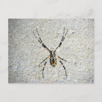 Carte postale Spider
