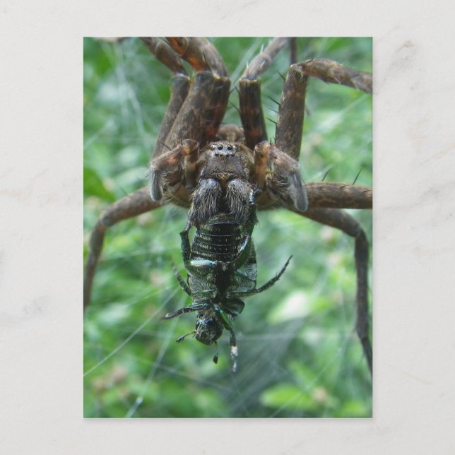 Carte postale Spider (Devant)