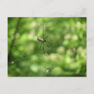 Carte Postale Spider d'Okinawa