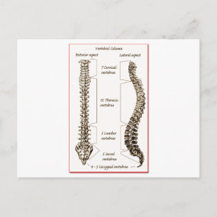 Carte Postale Spine