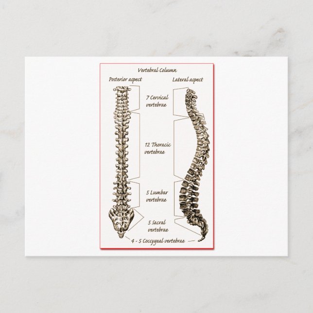 Carte Postale Spine (Devant)