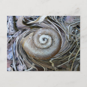 Carte postale Spirale Coquille Snail