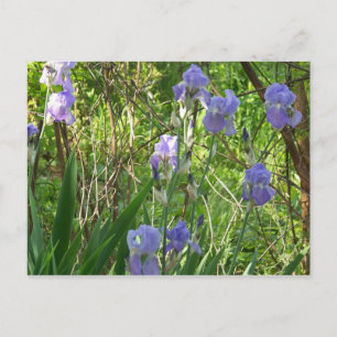 Carte Postale Spiris Iris dans le Tennessee Est