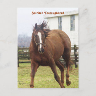 Carte postale Spirituelle Thoroughbred