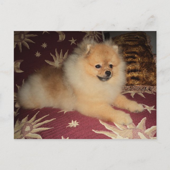 Carte Postale Spitz Alemão (Devant)