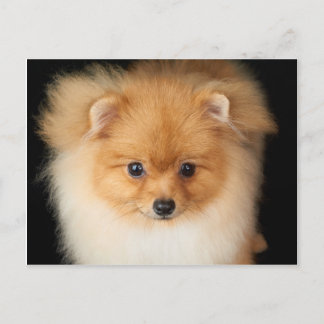 Carte Postale Spitz de Pomeranian