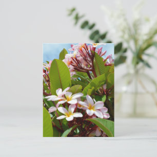 Carte Postale Splendeur Rose, Frangipani Rose Fleurit Sur Un Arb