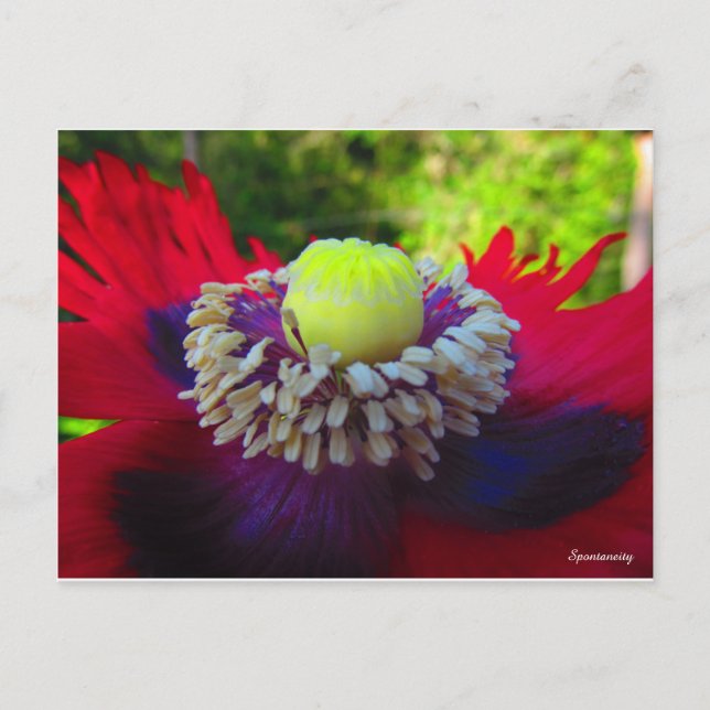 Carte Postale Spontanité (Devant)