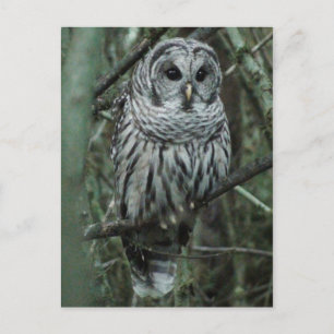 Carte Postale Spot the Owl Postcard 02