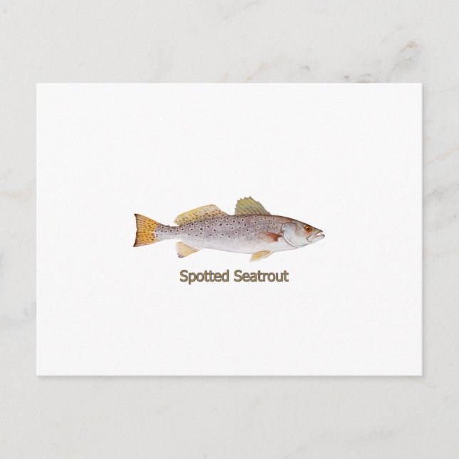Carte Postale Spotted Seatrout (titre) (Devant)