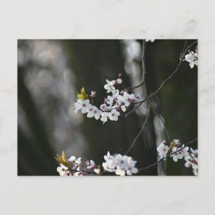 Carte Postale Spring blossom