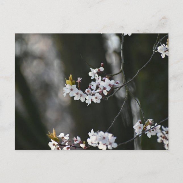 Carte Postale Spring blossom (Devant)