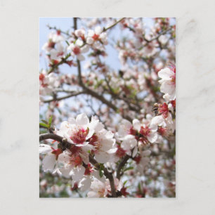 Carte postale Spring Blossom