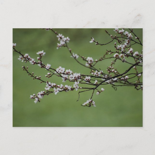 Carte Postale Spring blossom (Devant)