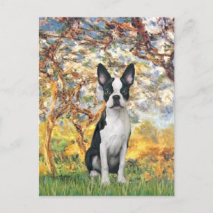 Carte Postale Spring - Boston Terrier #1