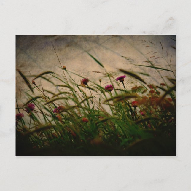 Carte postale Spring Breeze (Devant)