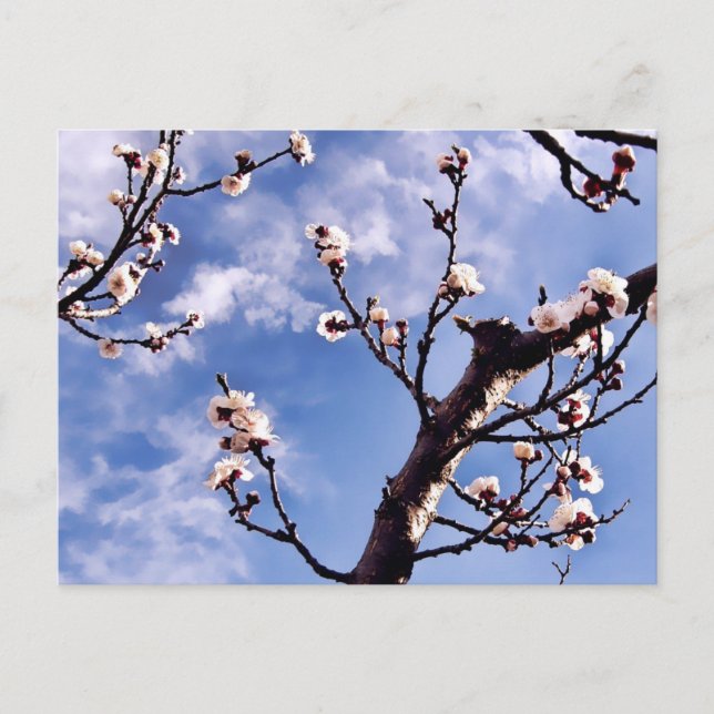 Carte postale Spring Sky Blossom (Devant)