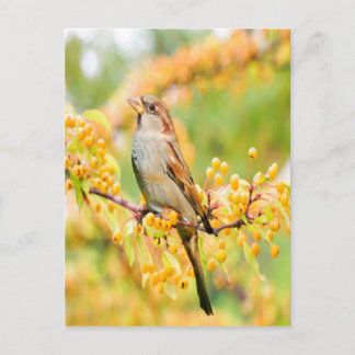 Carte Postale Spring time Sparrow