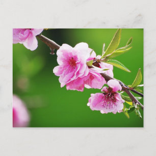 Carte Postale SpringCherries IV