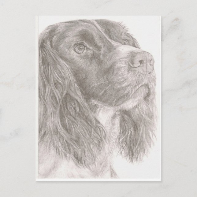 Carte Postale Springer Spaniel (Devant)
