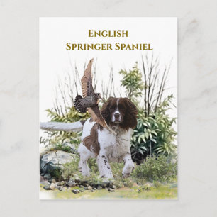 Carte Postale Springer Spaniel anglais