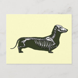 Carte Postale squelette dachshund