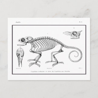 Carte Postale squelette de lézard vintage