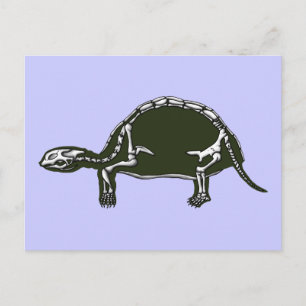 Carte Postale squelette de tortue