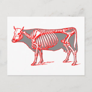 Carte Postale Squelette de vache