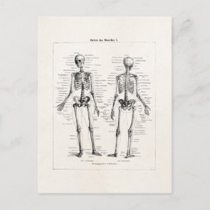Carte Postale Squelette vintage Anatomie humaine Os Os Crâne