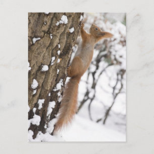 Carte Postale Squirrel On Tree